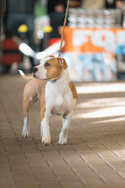 Cs3Q0537 15871982218 O