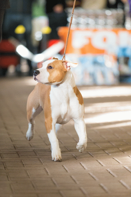 Cs3Q0538 16033651686 O