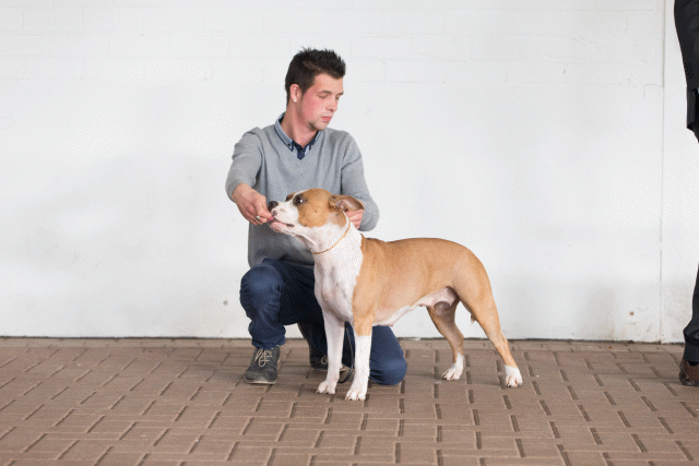 Cs3Q0556 15871978858 O