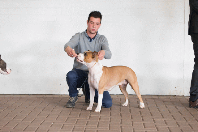 Cs3Q0557 15873358189 O