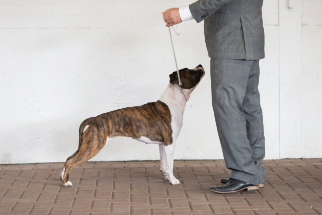 Cs3Q0559 16057471891 O