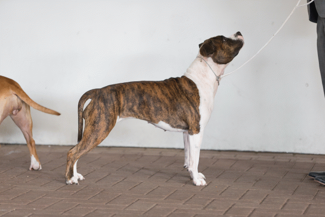 Cs3Q0561 15437134644 O