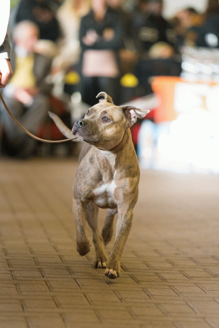 Cs3Q0568 16033644096 O