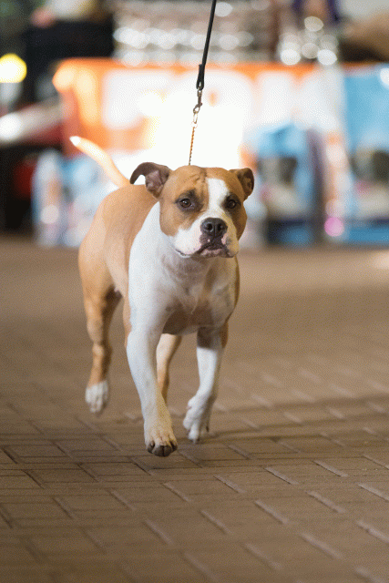 Cs3Q0579 15439762763 O