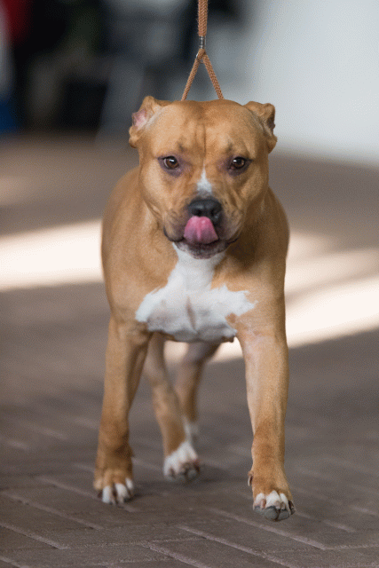 Cs3Q0587 15872137220 O