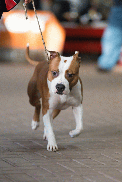 Cs3Q0623 16059428175 O