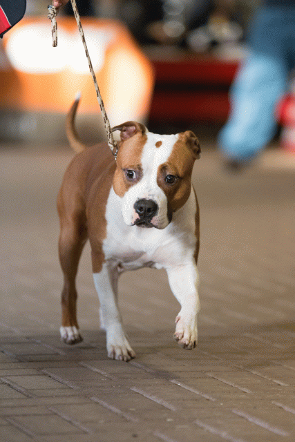 Cs3Q0624 15871968228 O