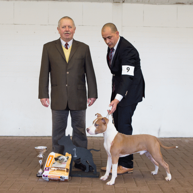 3Y3A9582Puppy Reu 1   Catno 9 15439947013 O