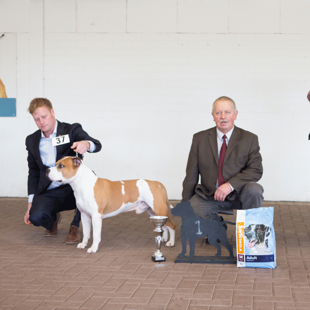 3Y3A9625Kampioens Klasse  Reu 1   Catno 37 15873532879 O