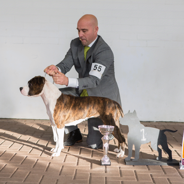 3Y3A9688Open Klasse  Teef 1   Catno 55 15872317630 O