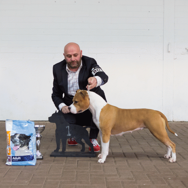 3Y3A9746Kampioens Klasse  Teef 1   Catno 80 15873829387 O