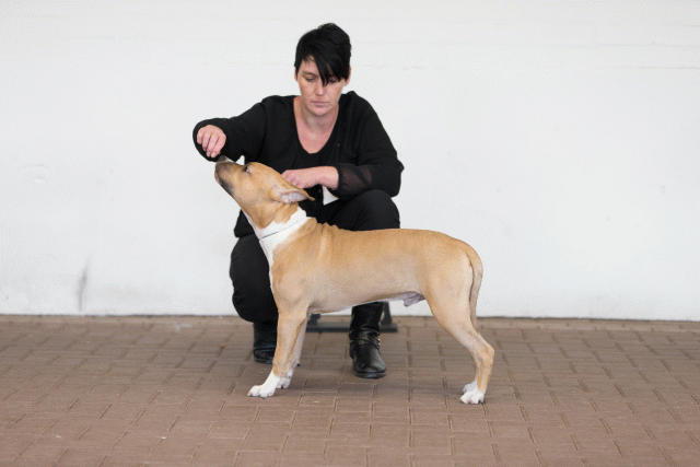 Cs3Q0043 15873818617 O