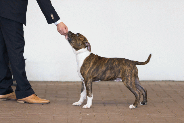 Cs3Q0045 16059594505 O