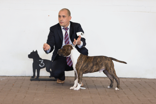 Cs3Q0051 15872134728 O