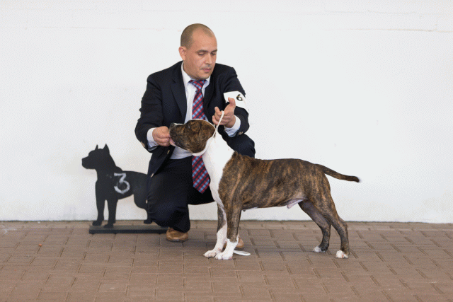 Cs3Q0052 15437290104 O