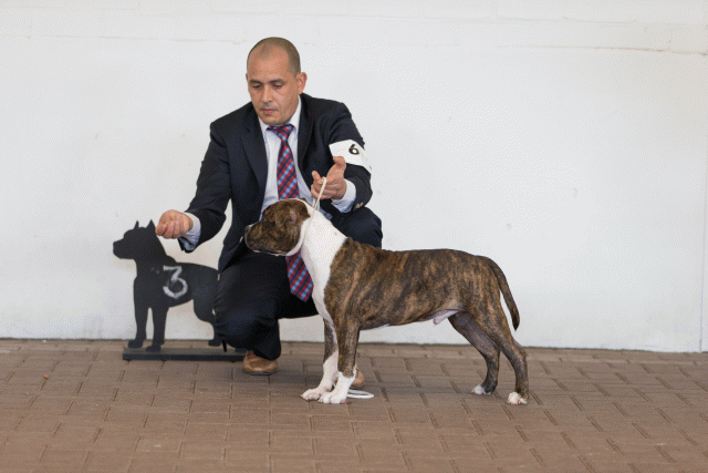 Cs3Q0053 15437289684 O