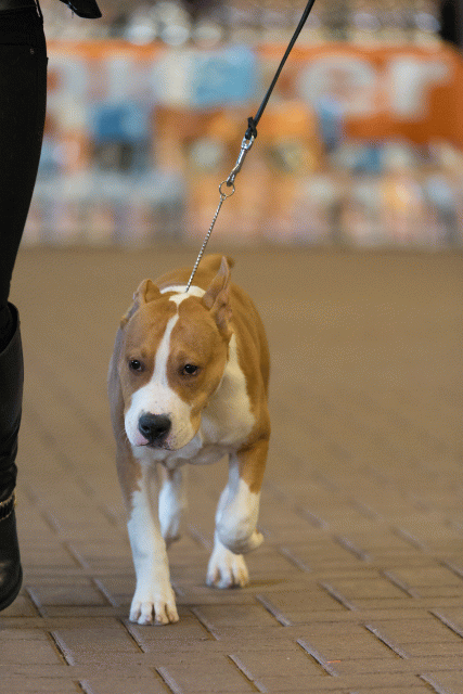 Cs3Q0062 16033802726 O