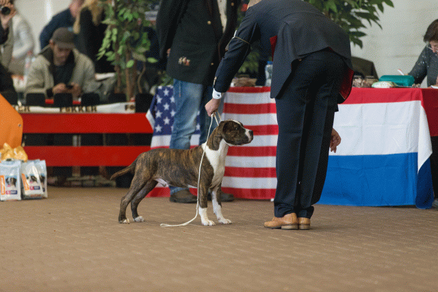 Cs3Q0071 16058876052 O