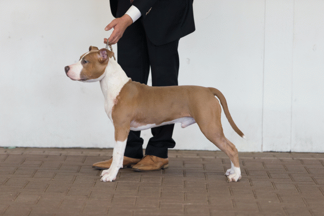 Cs3Q0090 15872289850 O