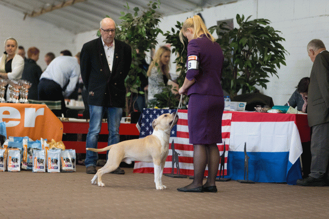 Cs3Q0102 15439909513 O