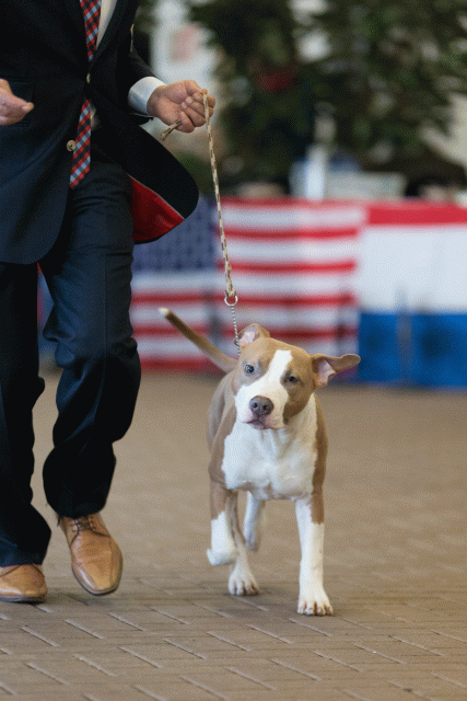 Cs3Q0107 15872115068 O