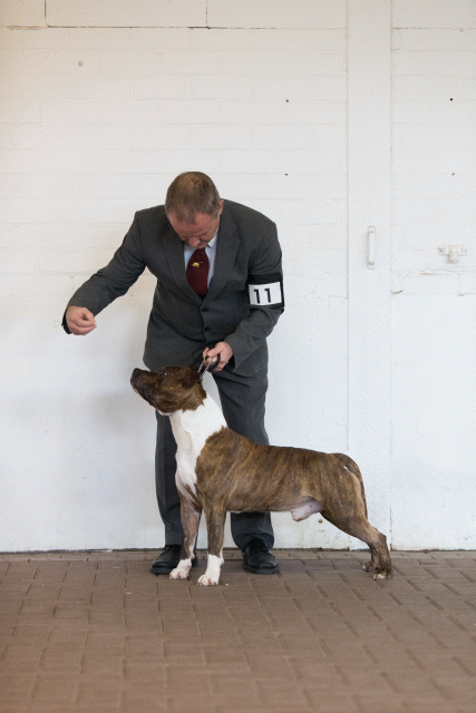 Cs3Q0111 15439906203 O