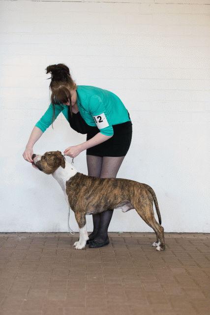 Cs3Q0114 15437269064 O