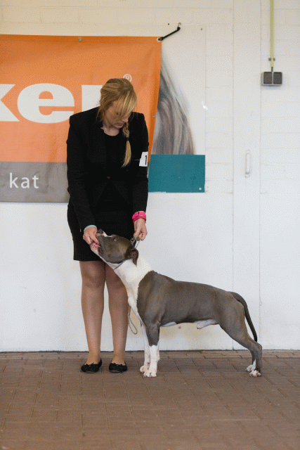 Cs3Q0119 15439900713 O