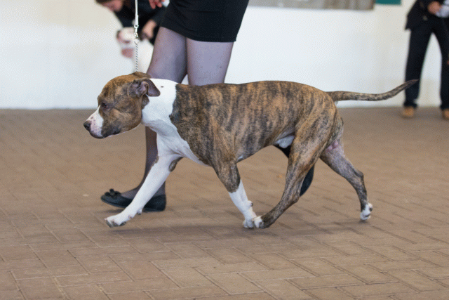 Cs3Q0141 16058854922 O