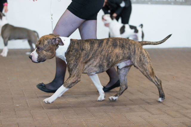 Cs3Q0143 16059564195 O