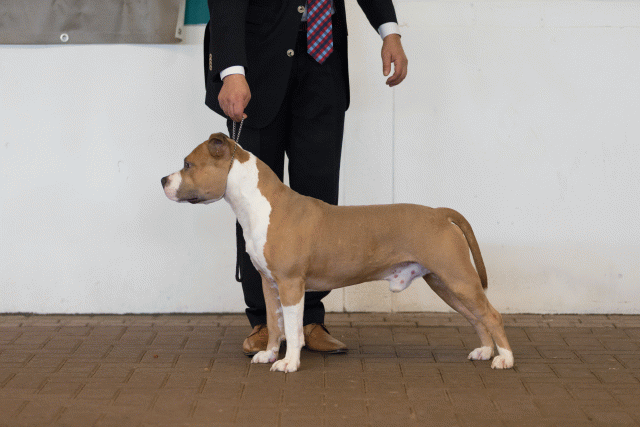 Cs3Q0146 15873484129 O