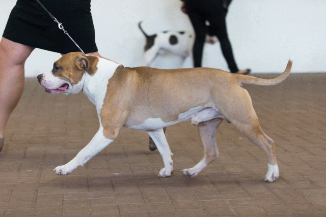 Cs3Q0150 15437259014 O