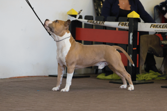 Cs3Q0153 16058851342 O