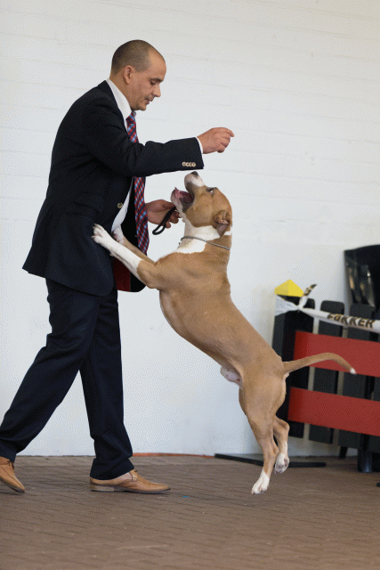 Cs3Q0158 15439891133 O