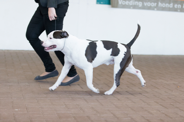 Cs3Q0173 15872096968 O