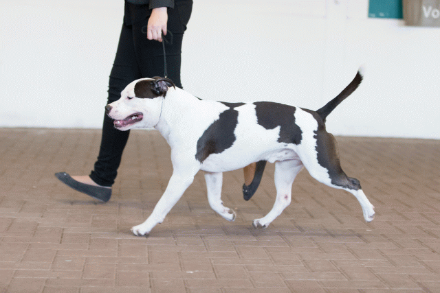 Cs3Q0175 15872266480 O