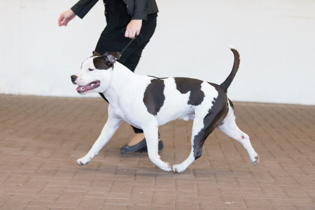 Cs3Q0177 15872266050 O