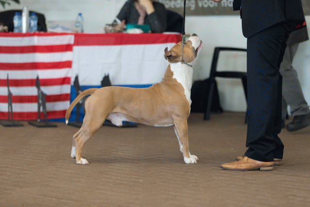 Cs3Q0180 15873777957 O