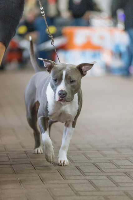 Cs3Q0658 16033625756 O