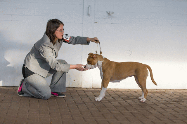 Cs3Q0662 15437112614 O