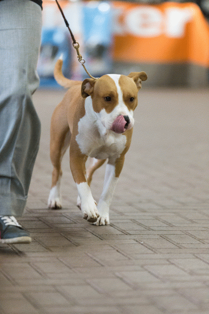 Cs3Q0687 16058695352 O