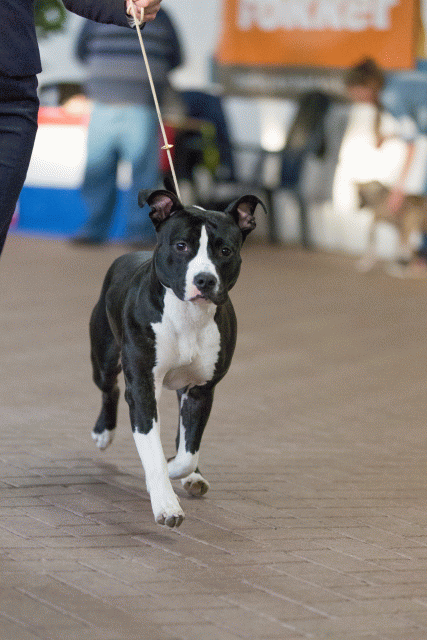 Cs3Q0692 16057439991 O