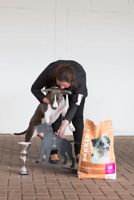 3Y3A9668Puppy Teef 1   Catno 50 16058899422 O