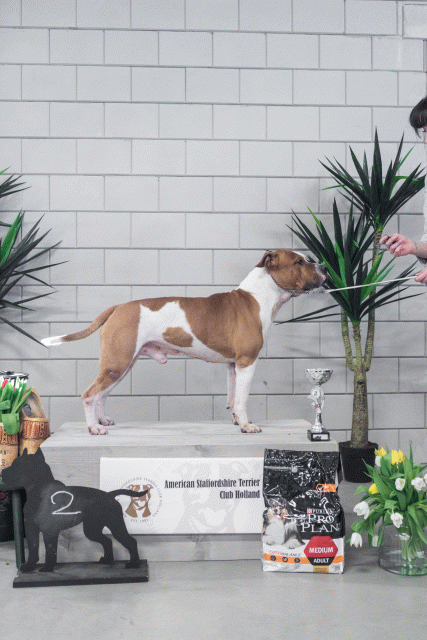 36A6250 38698661882 O