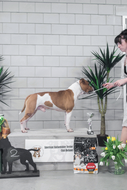 36A6252 38698659812 O