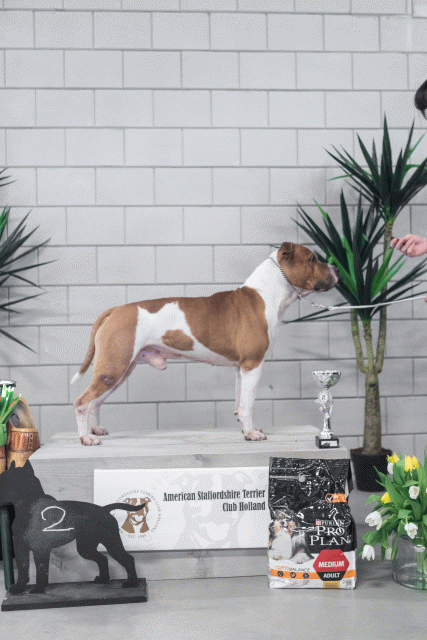 36A6254 38013619134 O