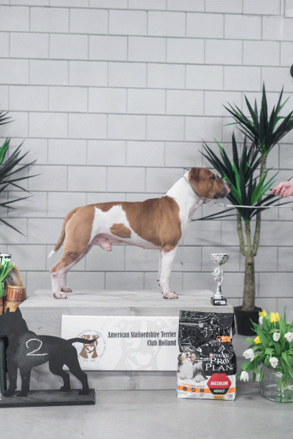 36A6255 38698657872 O