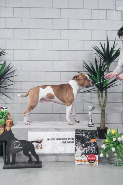 36A6251 38698661352 O