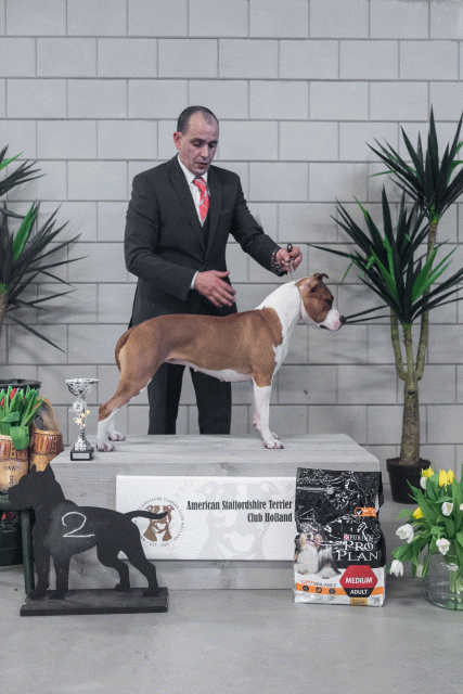 36A6262 38698655542 O