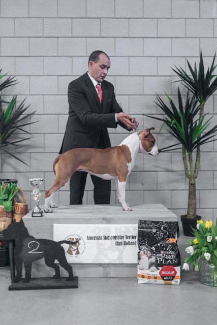 36A6261 38013617094 O